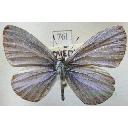 Celastrina argiolus (Linnaeus, 1758) male Modraszek wieszczek Czech76l